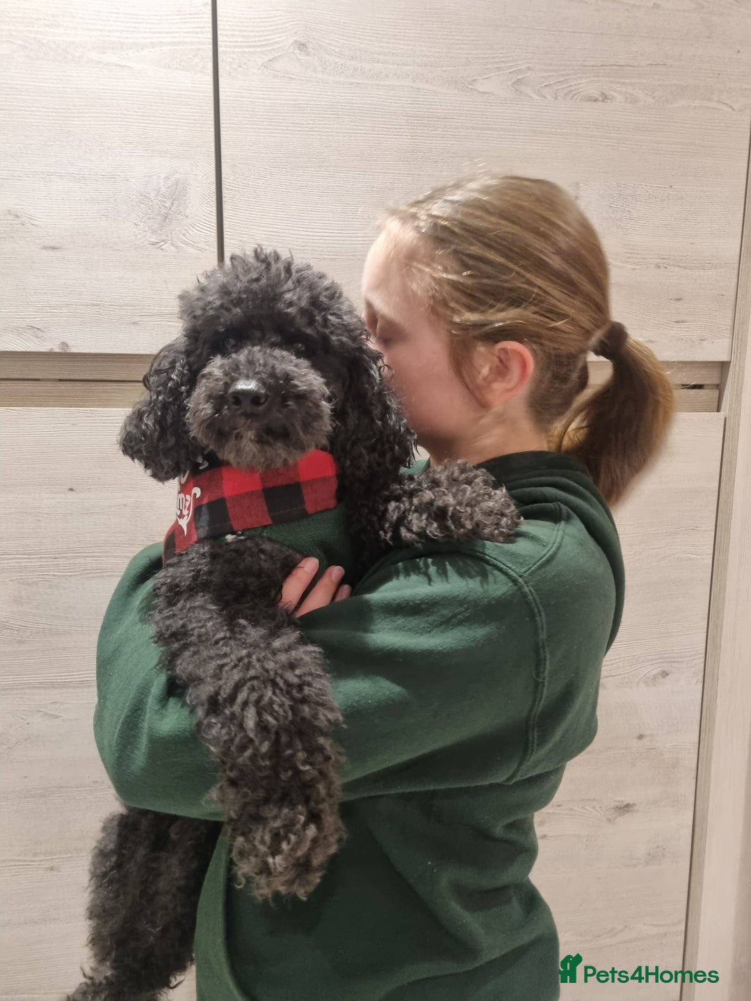 Toy Poodle dogs for sale: Toy poodle puppy - Advert 19