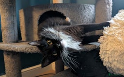 Mixed Breed cats for adoption: ADOPTION: Shadow - Image 2