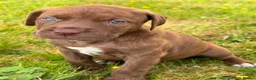 Bandog dogs for sale: BANDOG MASTIFF PUPPIES, TOP EUROPEAN WORKING BLOOD - Advert 11