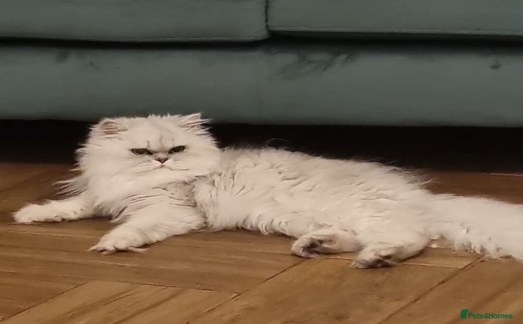 Persian cats - Advert 1