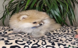Pomeranian dogs for sale: CHAMPION BLOODLINE 3 female 1 male - Image 23