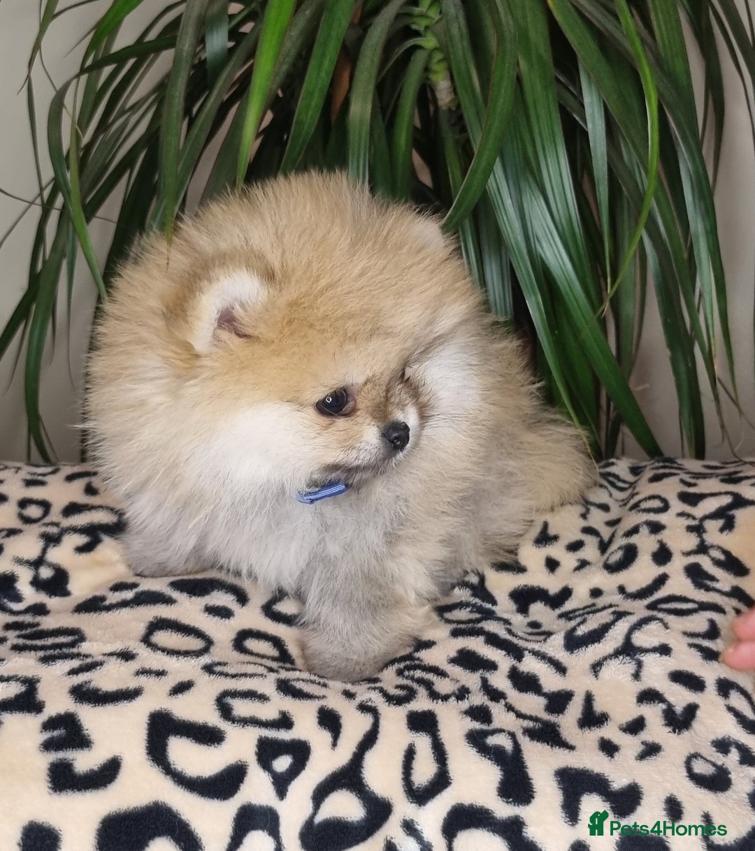 Pomeranian dogs for sale: CHAMPION BLOODLINE 3 female 1 male - Image 23
