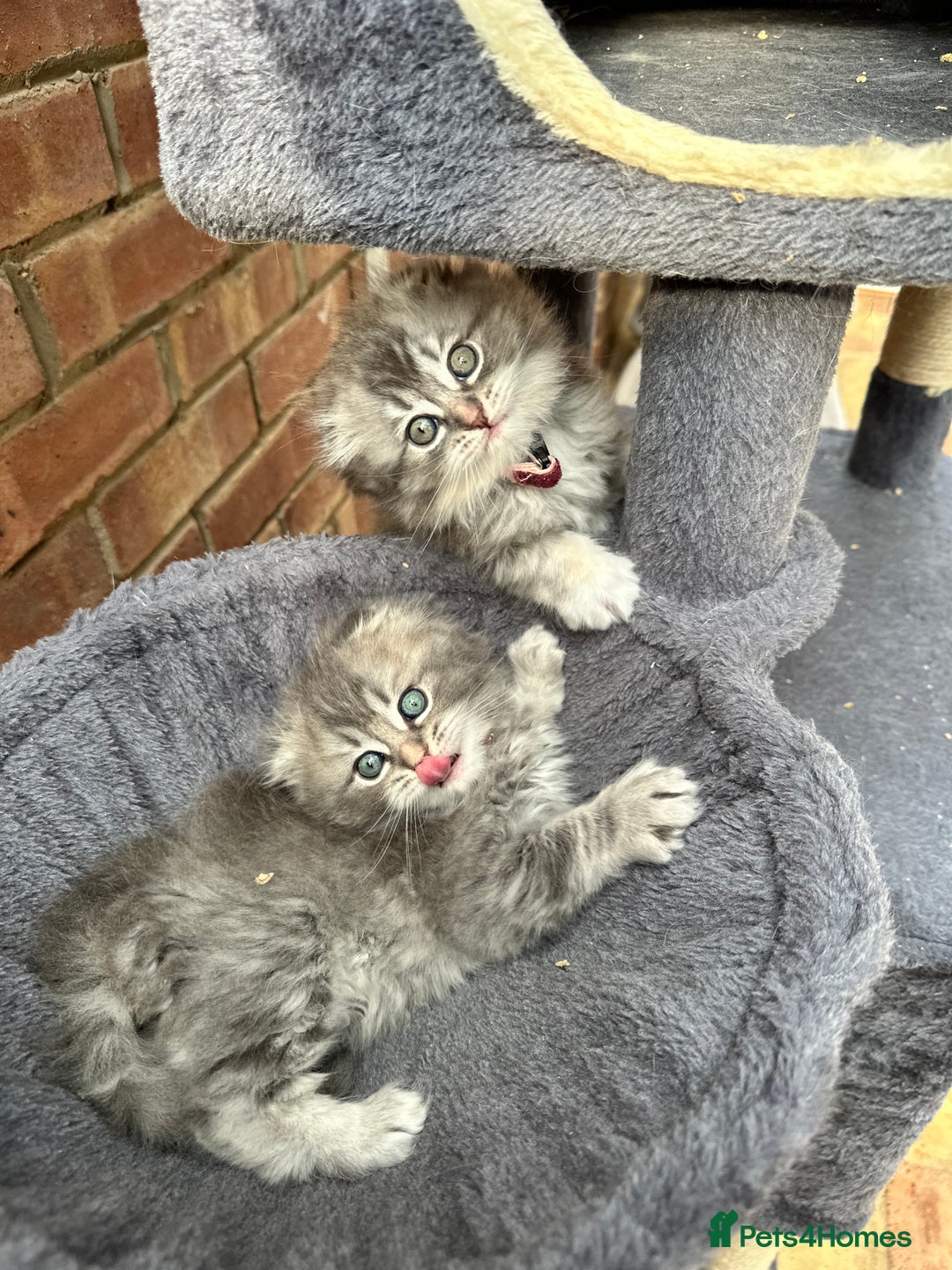 Scottish Fold cats for sale: Stunningly beautiful Scottish Fold x Ragdoll  - Image 9