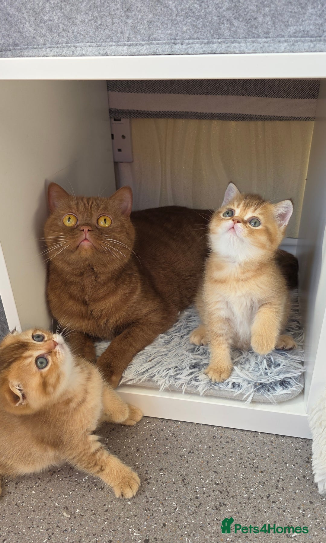 Scottish Fold cats for sale: EXCLUSIVE Golden-cinnamon Show quality. Best in UK - Image 14