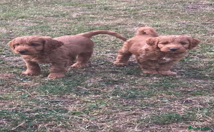 Cockapoo dogs - Advert 9
