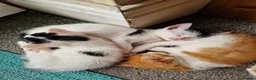 Mixed Breed cats for sale: Beautuful Kittens waiting for their furever homes - Advert 4