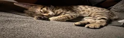 Bengal cats for sale: Bengal 75% maincoon 25% male  - Advert 2