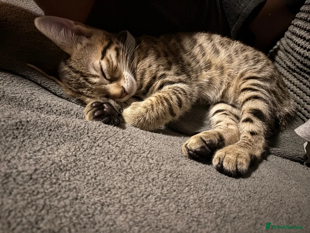Bengal cats for sale: Bengal 75% maincoon 25% male  - Advert 2