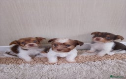 Mixed Breed dogs for sale: Shitzu x jack Russell  - Image 4