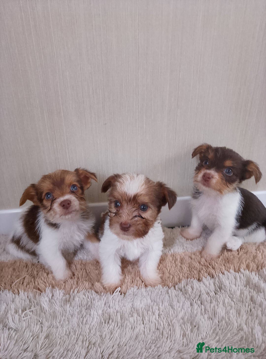 Mixed Breed dogs for sale: Shitzu x jack Russell  - Image 4