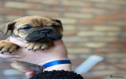 Mixed Breed dogs for sale: Bulldog de Bordeaux  - Image 35