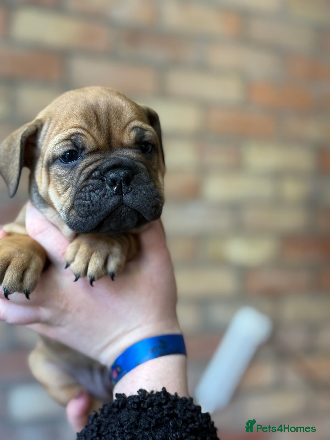 Mixed Breed dogs for sale: Bulldog de Bordeaux  - Image 35