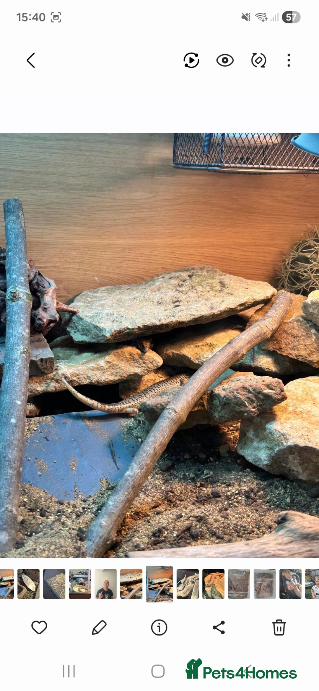 Skink reptiles for sale: Breeding trio Ocellated Skink - Advert 2