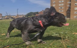 French Bulldog dogs for sale: 🐾  KLASSY BULLZ - KLASSY PUPZ 🐾  in Beckenham - Image 7