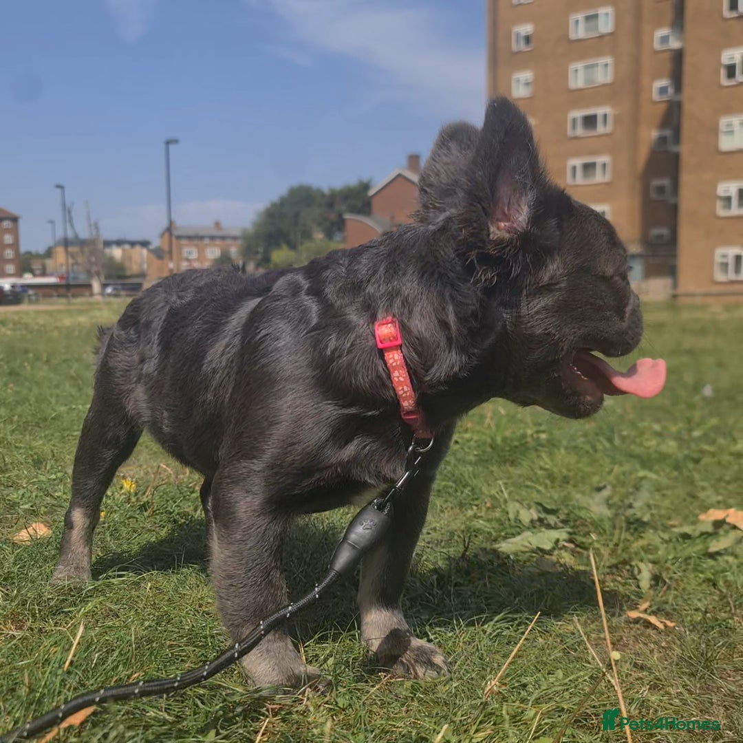 French Bulldog dogs for sale: 🐾  KLASSY BULLZ - KLASSY PUPZ 🐾  in Beckenham - Image 7