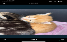 Siberian cats for sale: Kittens  - Image 5