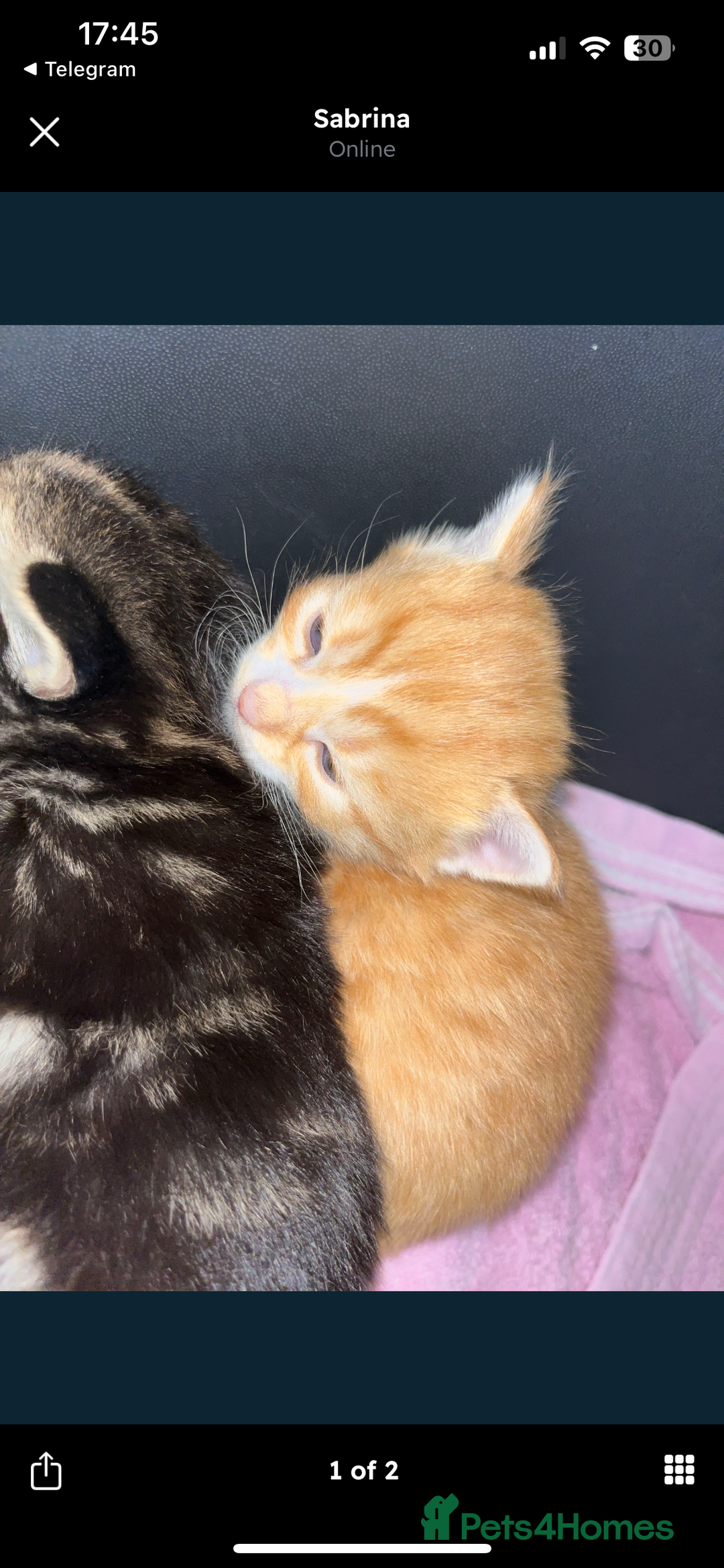 Siberian cats for sale: Kittens  - Image 5
