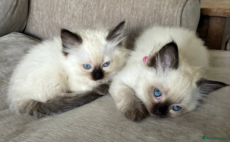 Ragdoll cats - Advert 8
