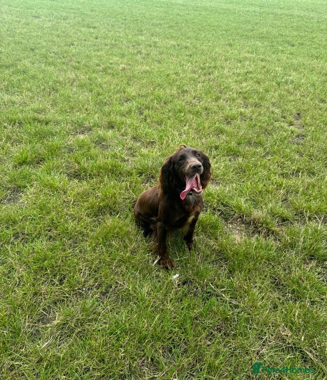 Cocker Spaniel dogs for sale: Cocker spaniel 4yrs old female  in Derby - Advert 2