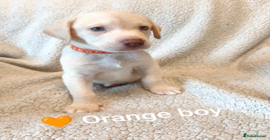 Labrador Retriever dogs ***ONLY 3 BABYS LEFT*** Adorable Lab Pups  - Advert 5