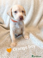 Labrador Retriever dogs ***ONLY 3 BABYS LEFT*** Adorable Lab Pups - Advert 5