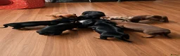 Miniature Dachshund dogs for stud: Tiny miniature dapple Dachshund stud  - Advert 6