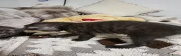 Bengal cats for sale: Bengal kittens - Advert 4