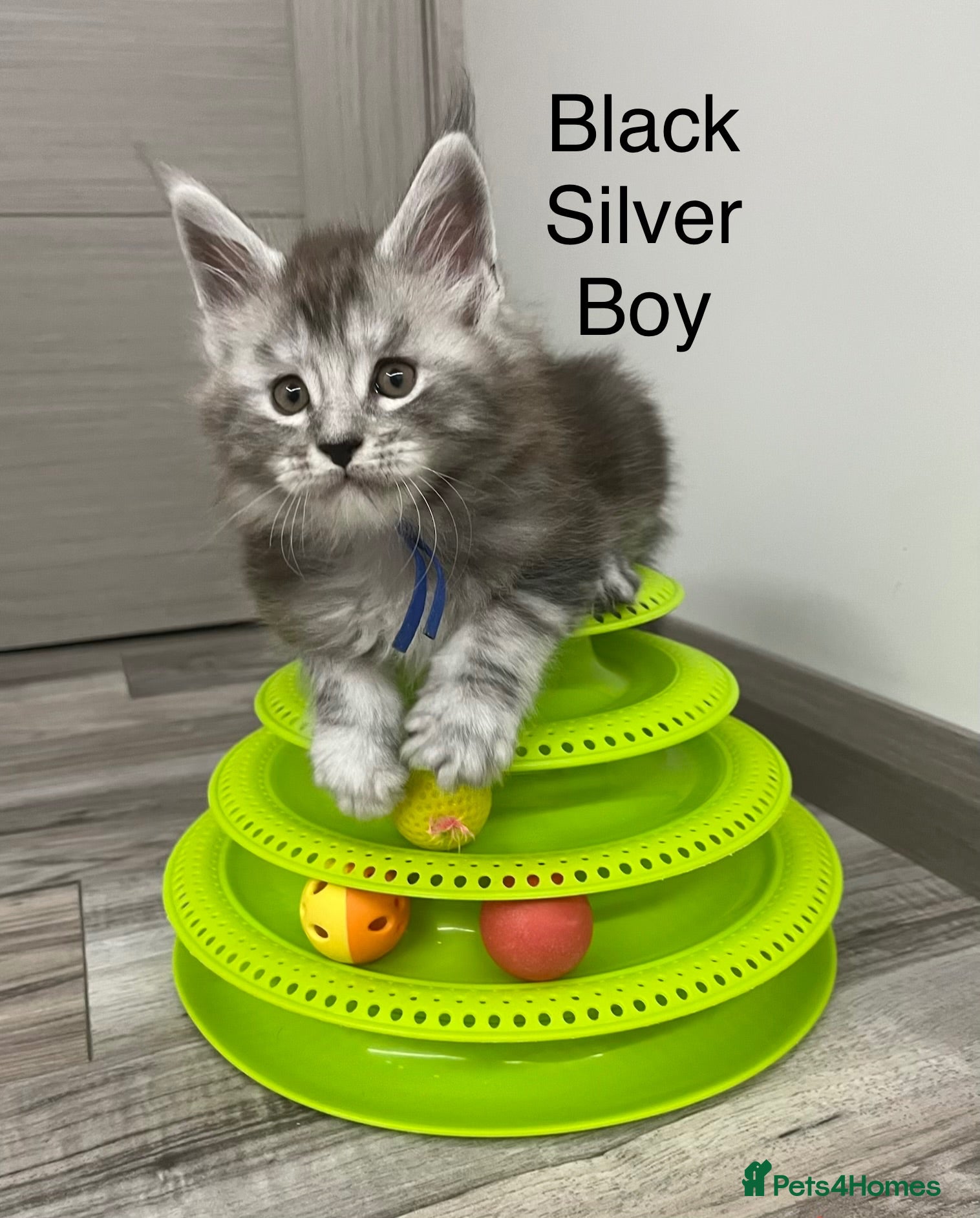 Maine Coon cats Pure Breed Maine Coon Kittens - Advert 2