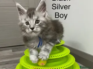 Maine Coon cats Pure Breed Maine Coon Kittens - Advert 2