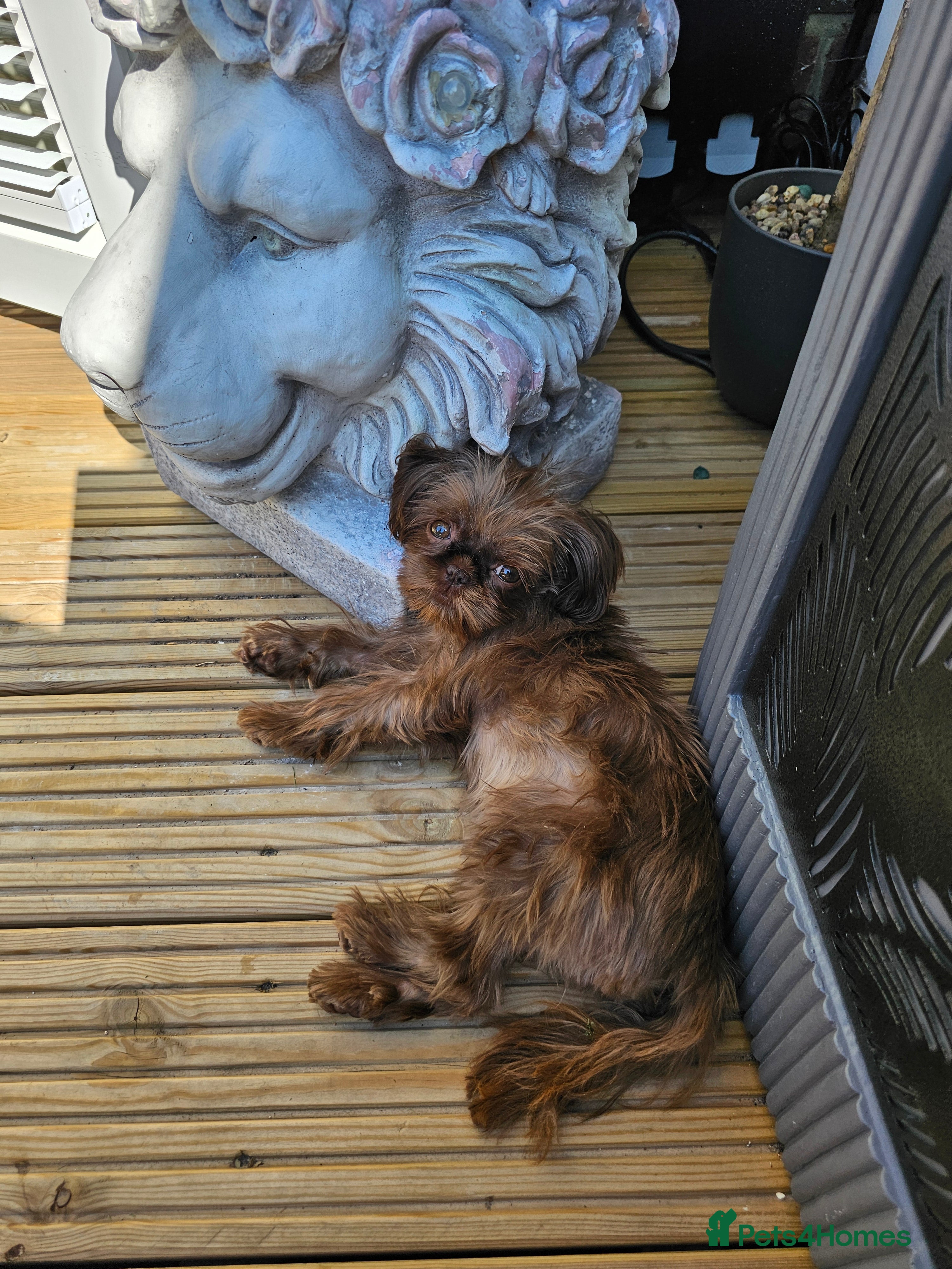 Shih Tzu dogs Imperial shih tzu - Advert 8