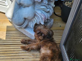 Shih Tzu dogs Imperial shih tzu - Advert 8