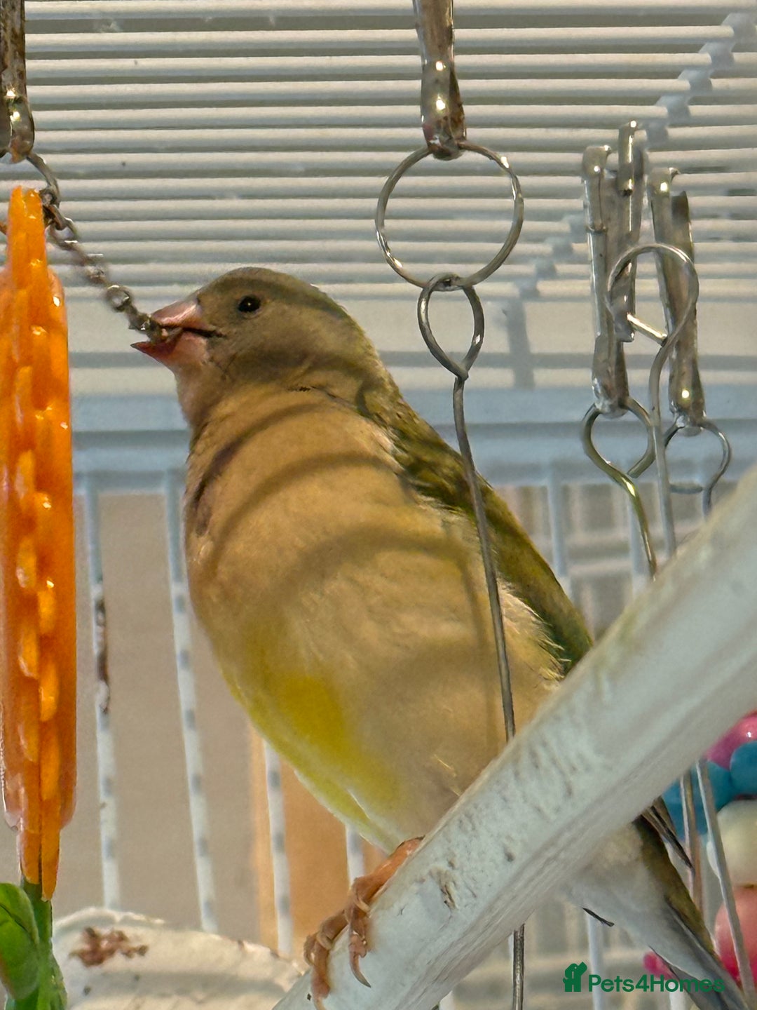 Finches birds for sale: gouildan finches available Runcorn  - Advert 4