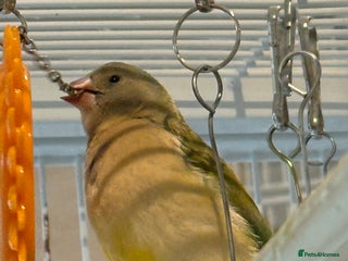 Finches birds gouildan finches available Runcorn - Advert 6