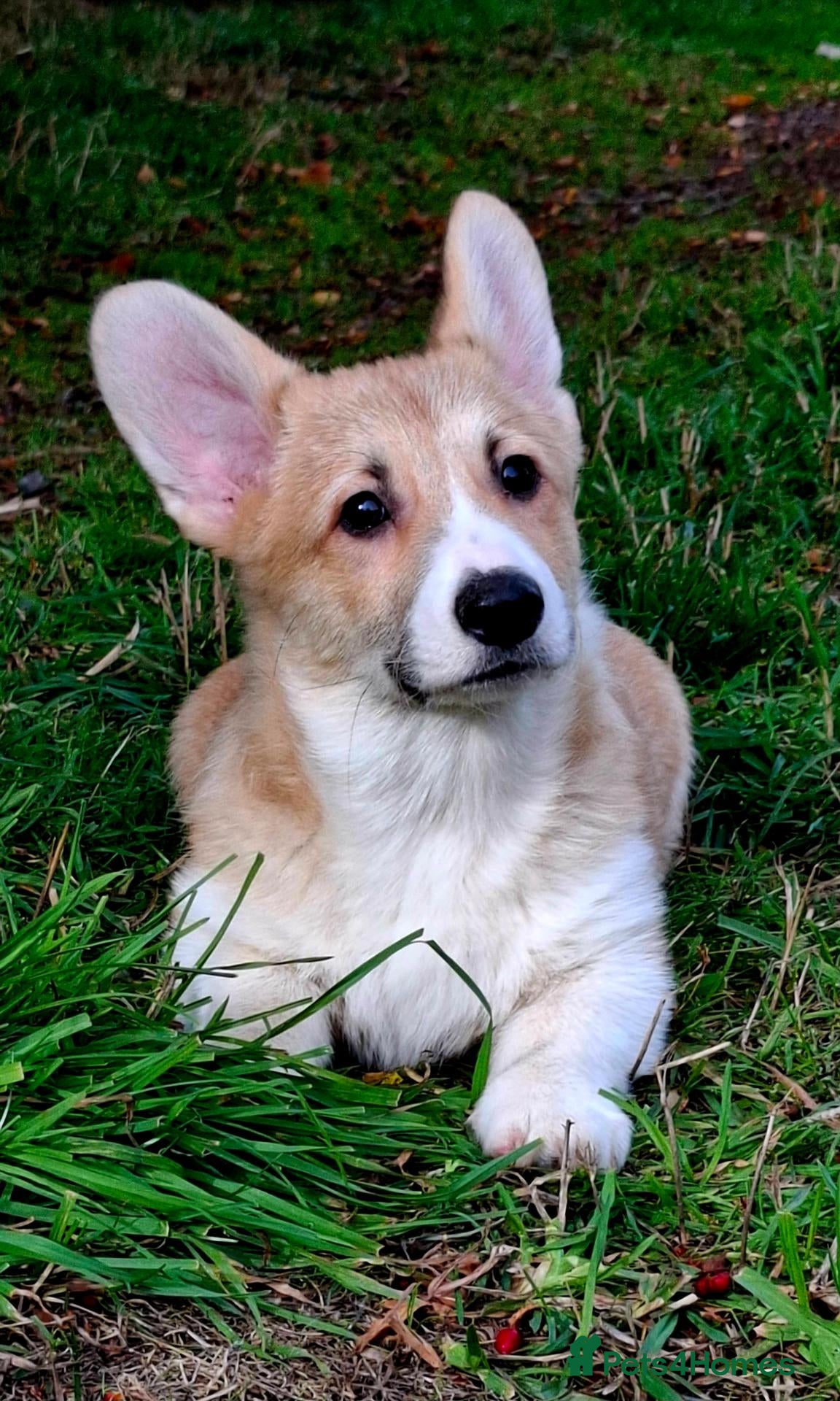Welsh Corgi Pembroke dogs KC Pembroke Corgi Boy  - Advert 16