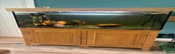 Discus fish for sale: Discus  in Stockport - Advert 3