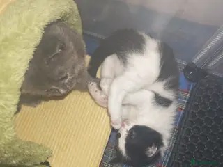 Mixed Breed cats Beautiful girl - Advert 9