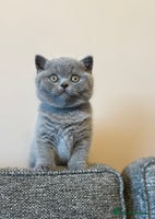 British Shorthair cats British Shorthair Male Kitten (GCCF) - Advert 5