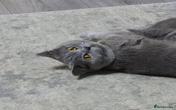British Shorthair cats for sale: Adorable British Shorthair x Persian Kittens  - Image 19