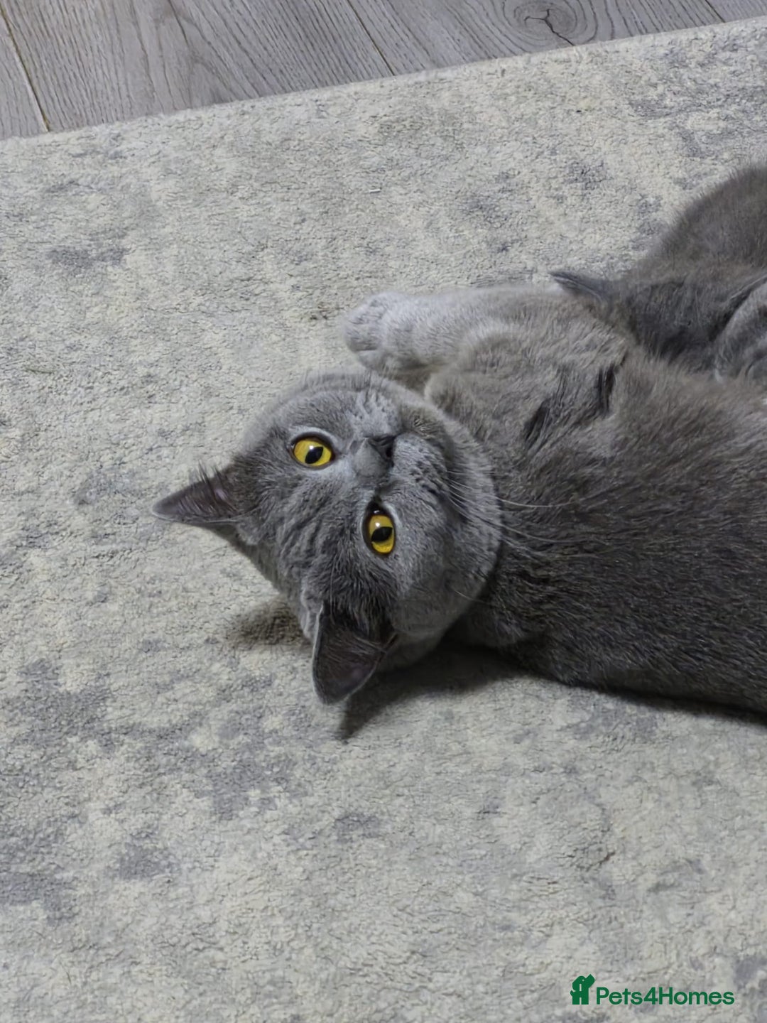 British Shorthair cats for sale: Adorable British Shorthair x Persian Kittens  - Image 19