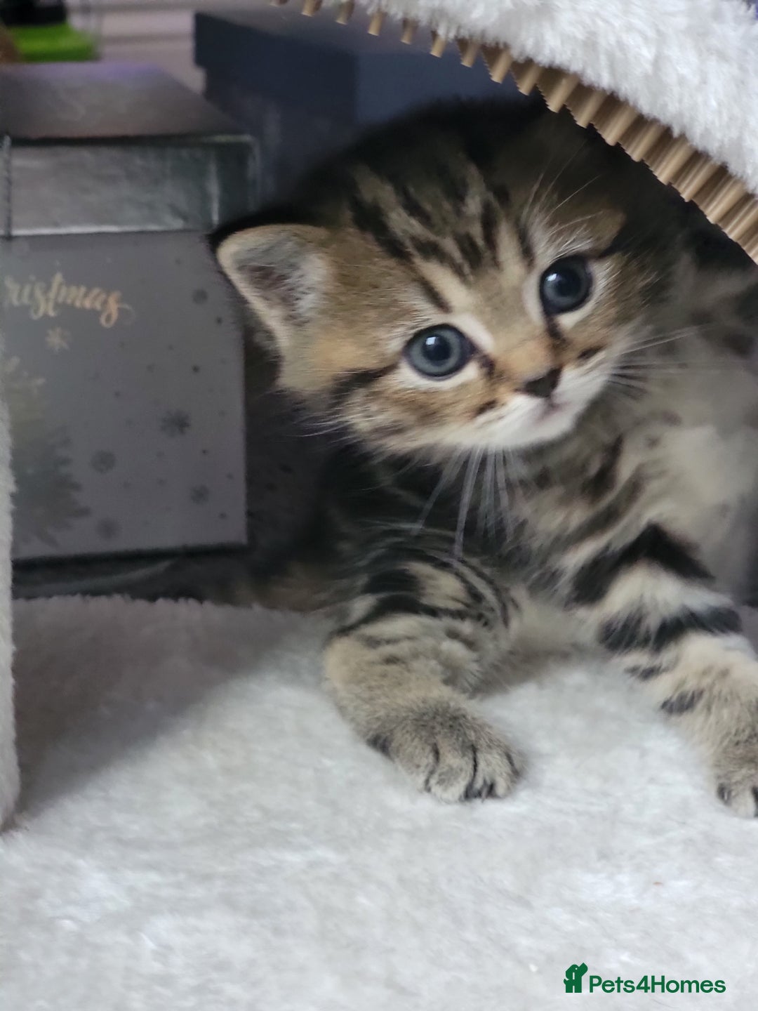 Scottish Fold cats for sale: Scottish fold - Advert 11