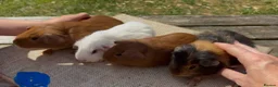 Guinea Pig rodents for sale: Beautiful baby guinea pigs. Golden, FUNKY, Swiss - Advert 10