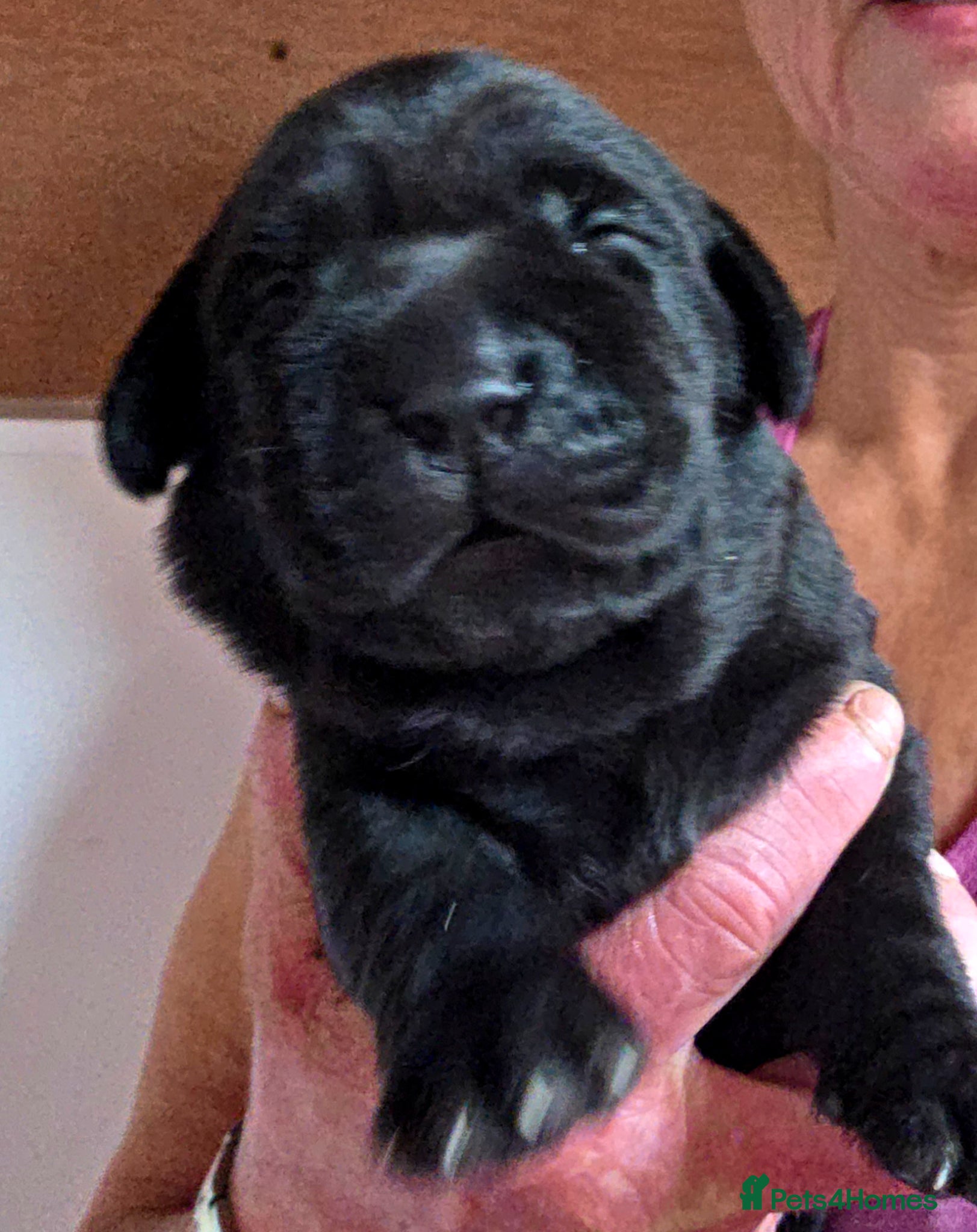 Labrador Retriever dogs Beautiful Black Labrador Puppies  - Advert 2