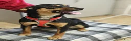 Mixed Breed dogs for adoption: ❤️🐶 PENNY – SHE WON’T LET YOU JUST PASS BY in Burton-on-Trent - Advert 4