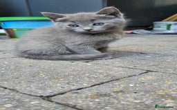 RagaMuffin cats for sale: 🐾 **Charming Ragdoll-Kittens for Adoption!** 🐾 - Image 2
