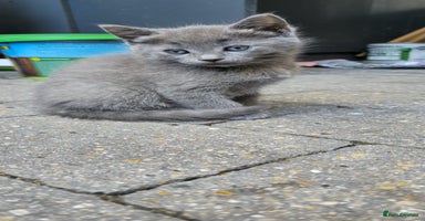 RagaMuffin cats - Advert 1