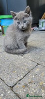 Mixed Breed cats - Advert 12