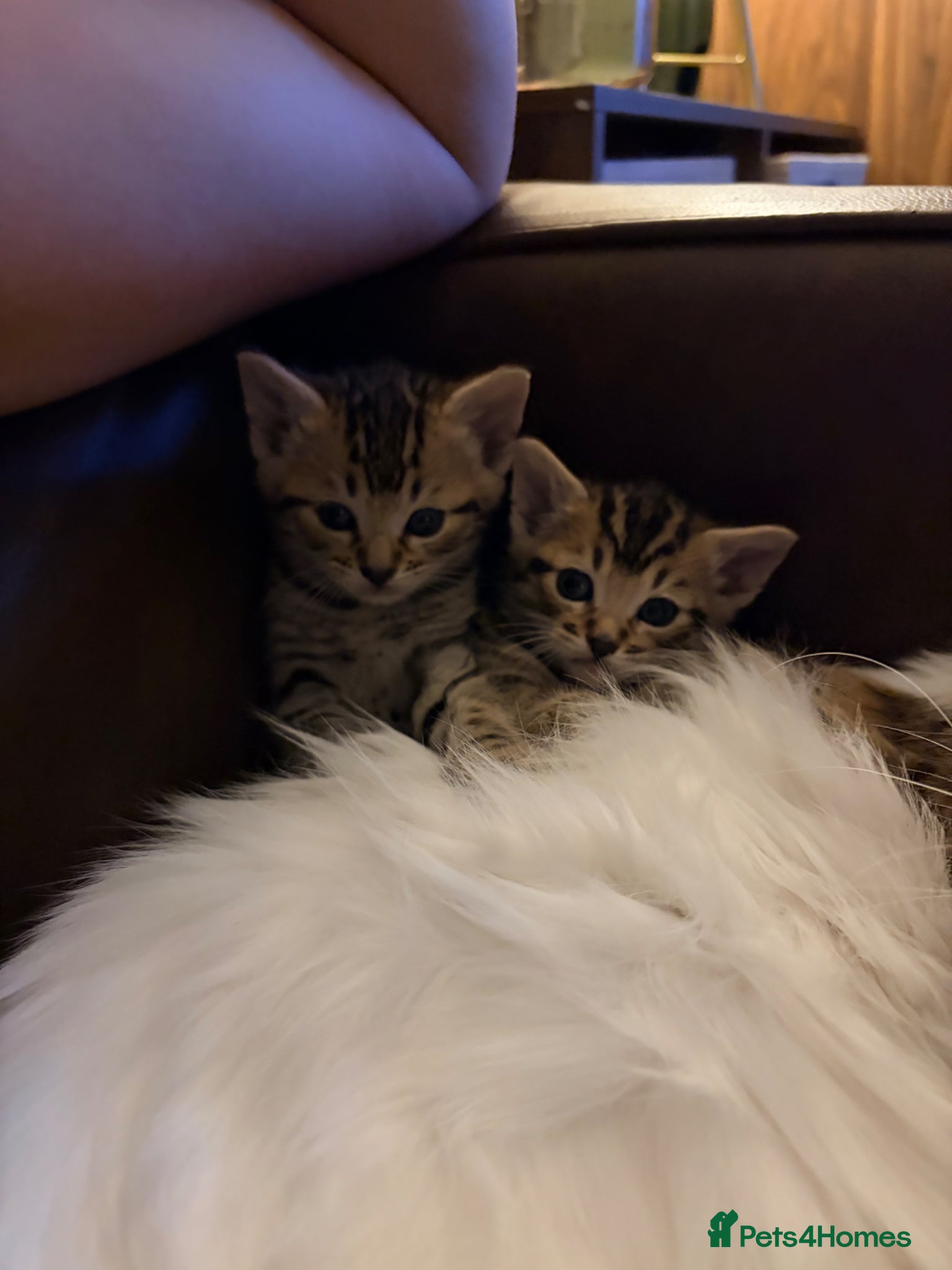 Mixed Breed cats Tabby kittens for sale - Advert 1