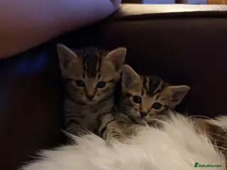Mixed Breed cats Tabby kittens for sale - Advert 2