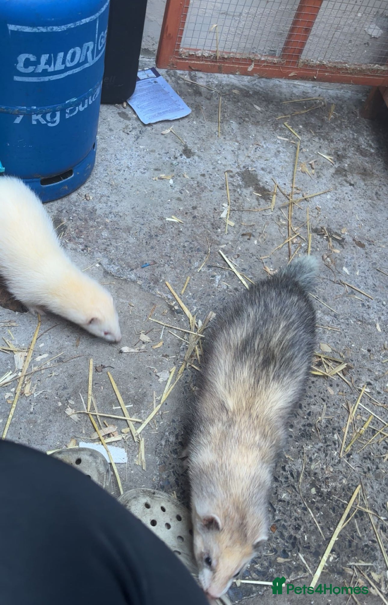 Ferret rodents baby ferrets for reserve male only - Advert 1