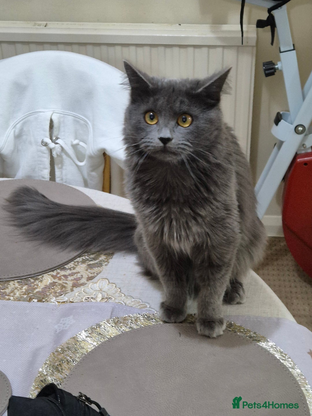 Mixed Breed cats for sale: Lips and tips - Advert 2